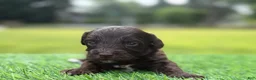 Cockapoo dogs for sale: Nixon - Ad 3