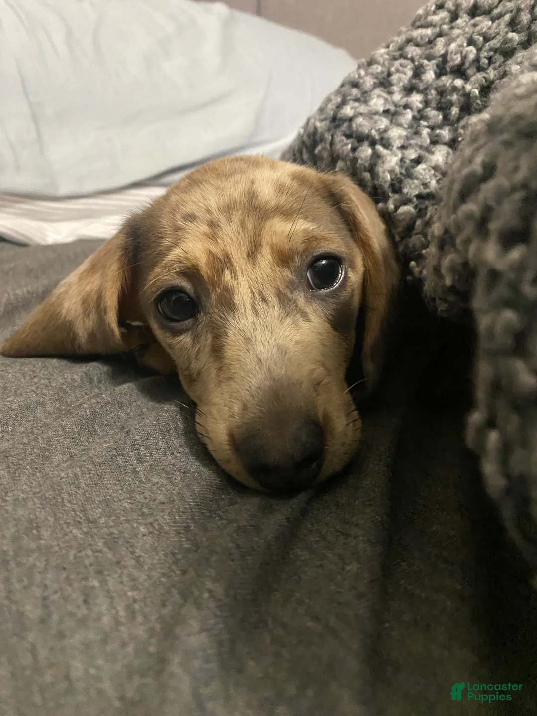 Miniature Dachshund dogs for sale: Ashley - Ad 2
