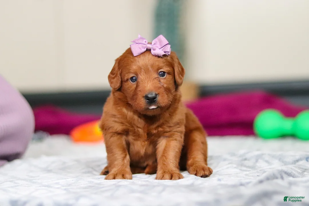 Labradoodle dogs for sale: Sandy - Ad 1