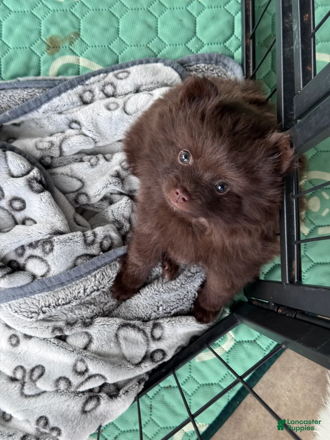 Pomeranian dogs for sale: Teddy - Ad 2