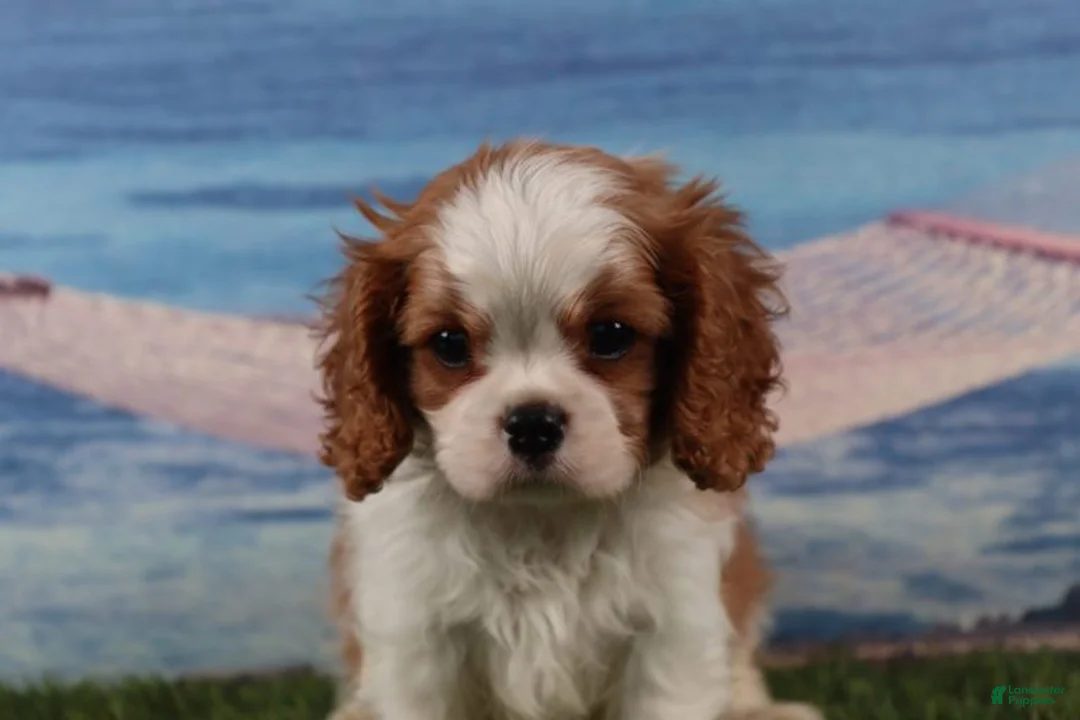 Cavalier King Charles Spaniel dogs for sale: Simon - Ad 1