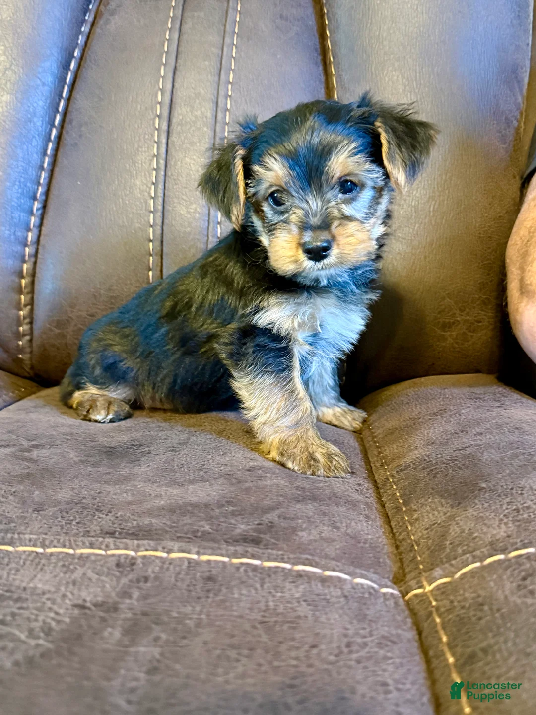 Yorkshire Terrier dogs for sale: Yorkshire Terrier 2 - Ad 2