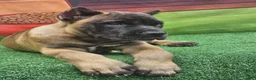 Cane Corso dogs for sale: KING - Ad 18