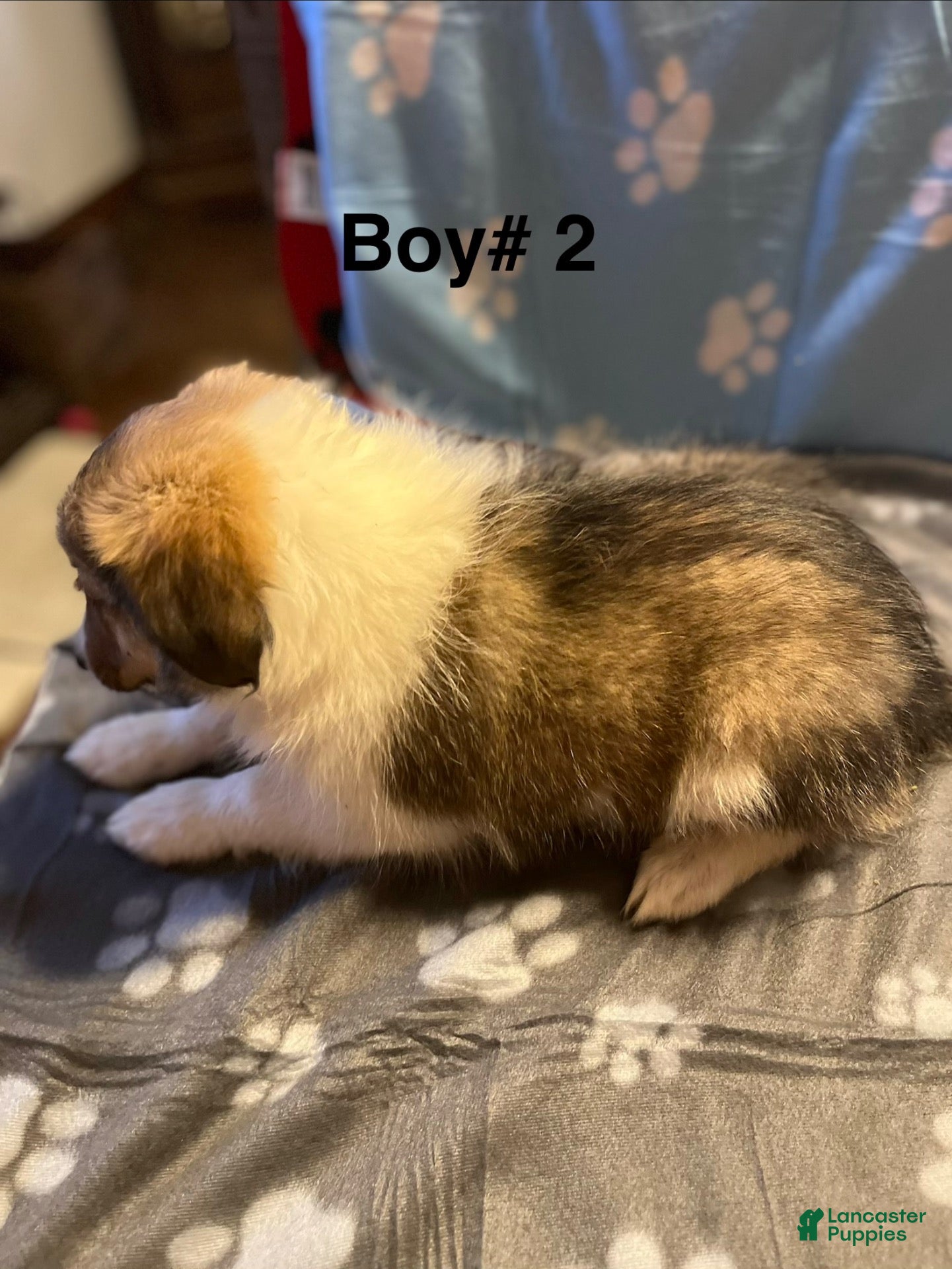 Shetland Sheepdog