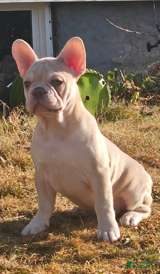 French Bulldog dogs French Bulldog Puppy 5 - Ad 5