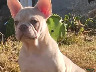 French Bulldog dogs for sale: French Bulldog Puppy 5 - Ad 1