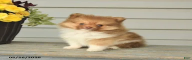 Gregory