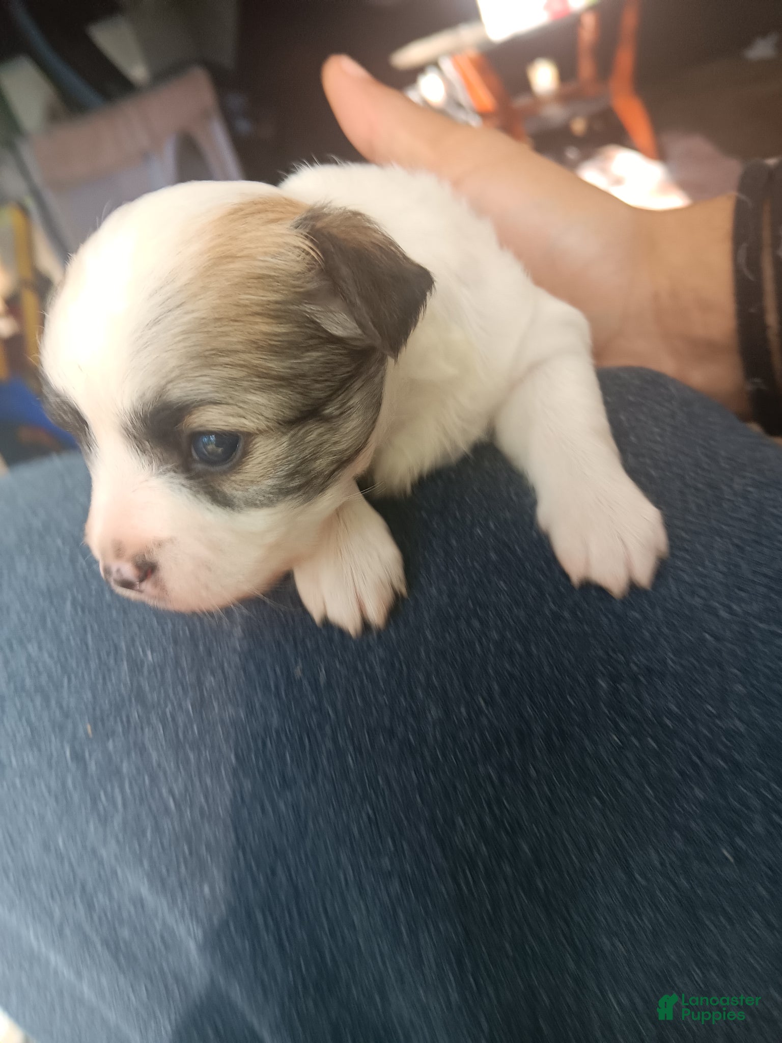 Mixed Breed dogs for sale: Mixed Breed Puppy 1 - Ad 2