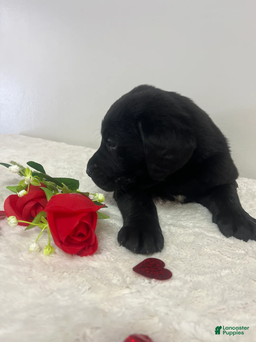 Labrador Retriever dogs for sale: Ace - Ad 6