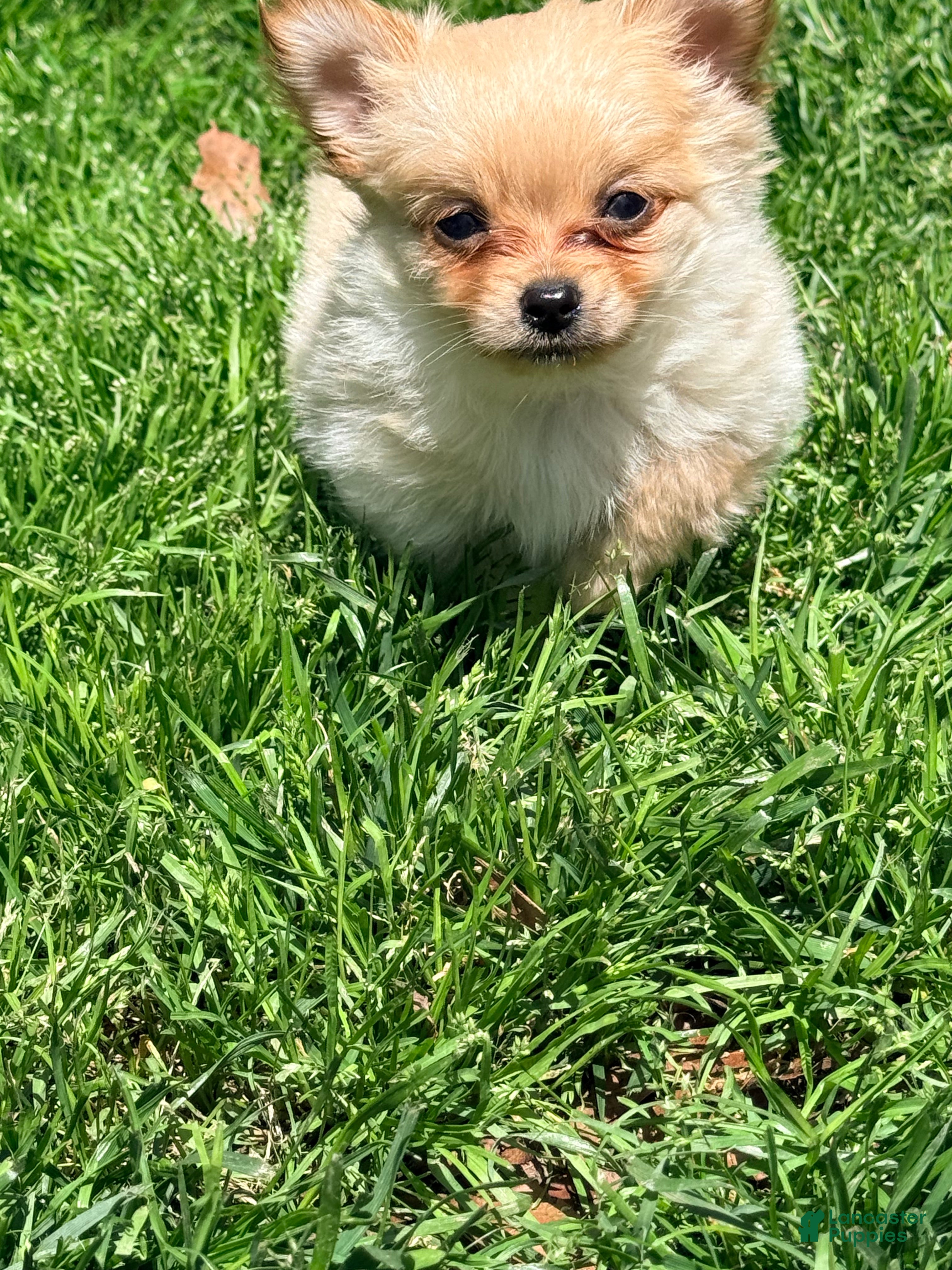 Pomchi dogs Fuji - Ad 2