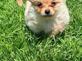 Pomchi dogs Fuji - Ad 2