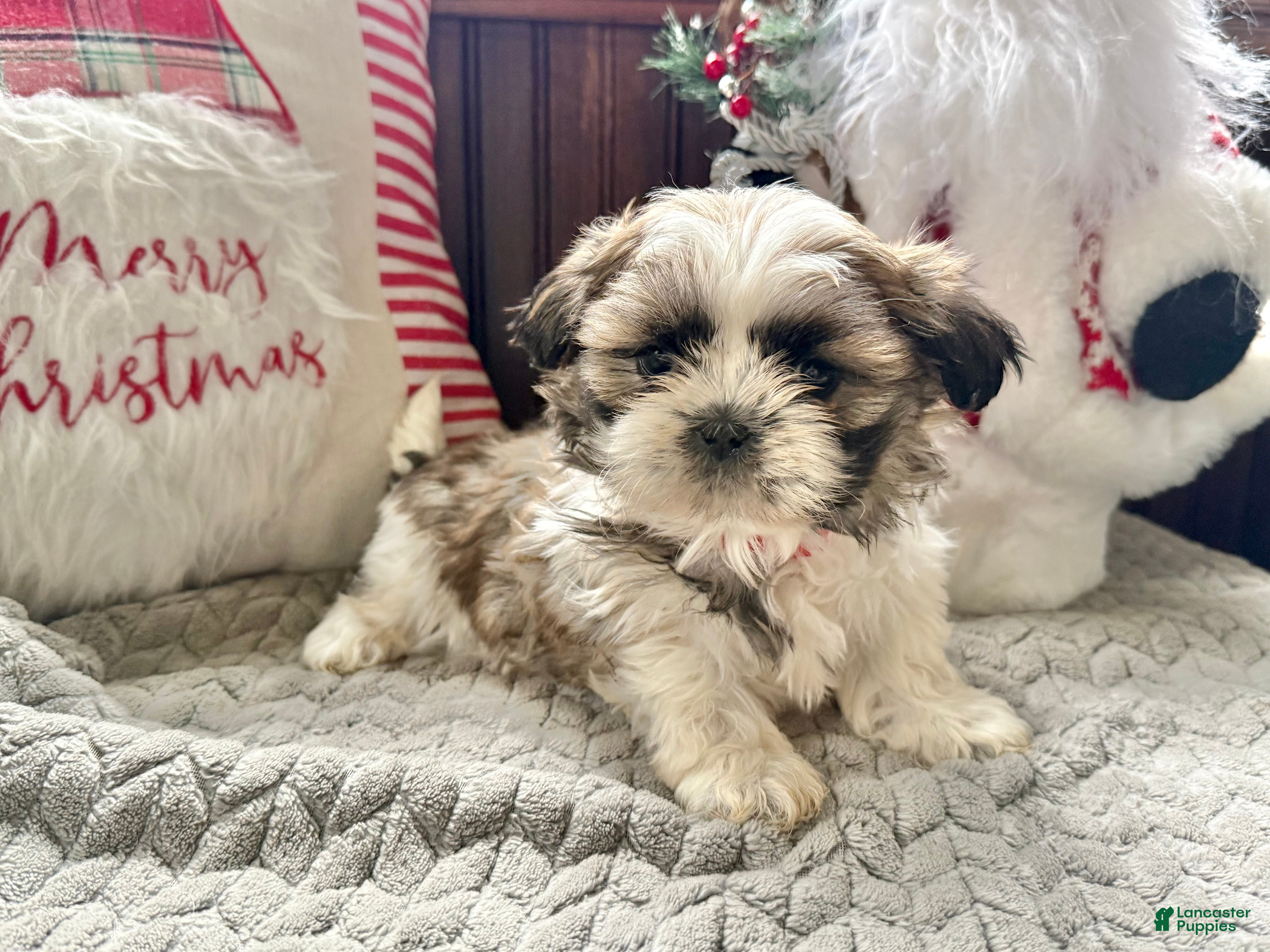 Shih Tzu dogs Princess  - Ad 30