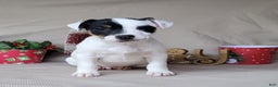 Jack Russell Terrier dogs for sale: "FIRE" of Westfork  - Ad 4