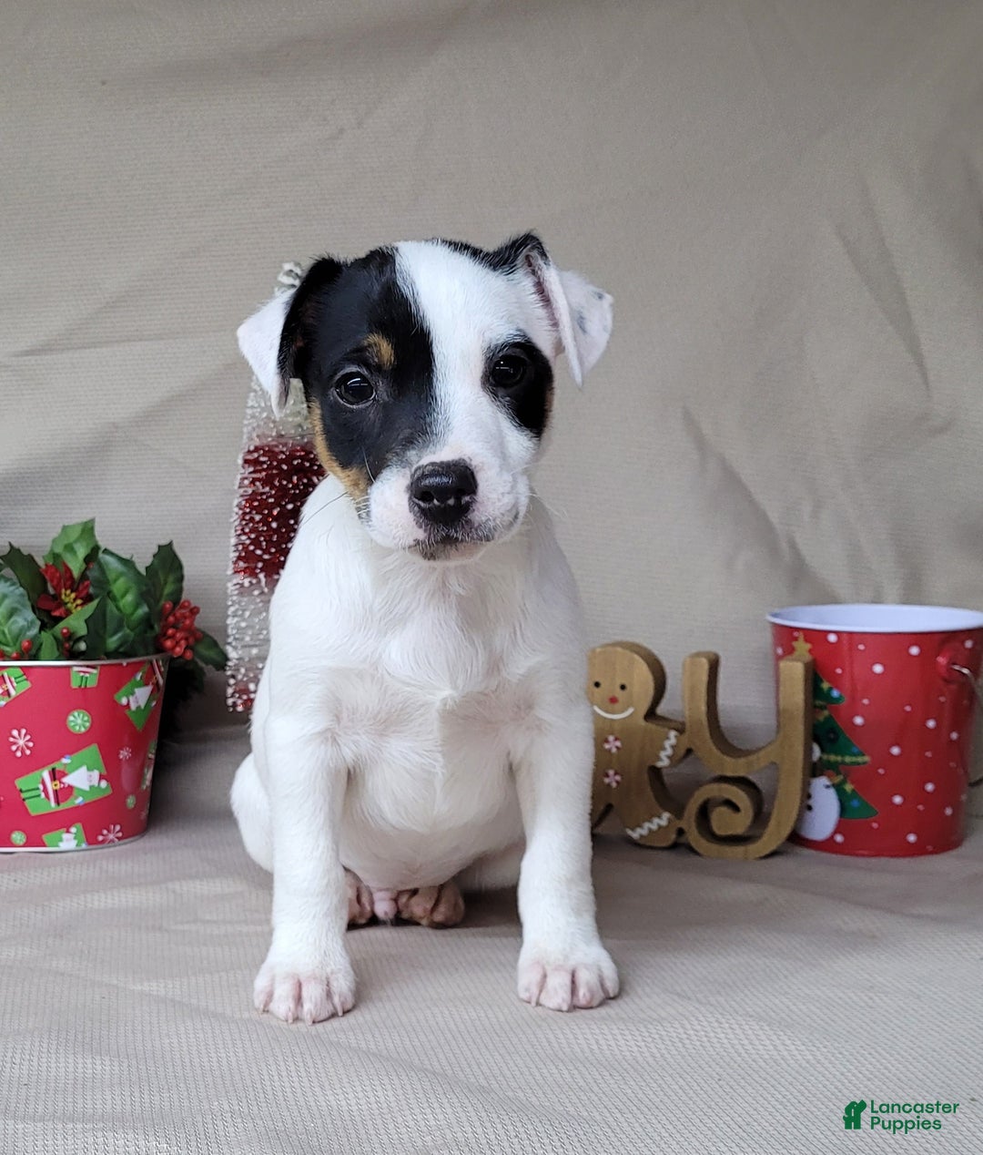 Jack Russell Terrier dogs for sale: "FIRE" of Westfork  - Ad 4