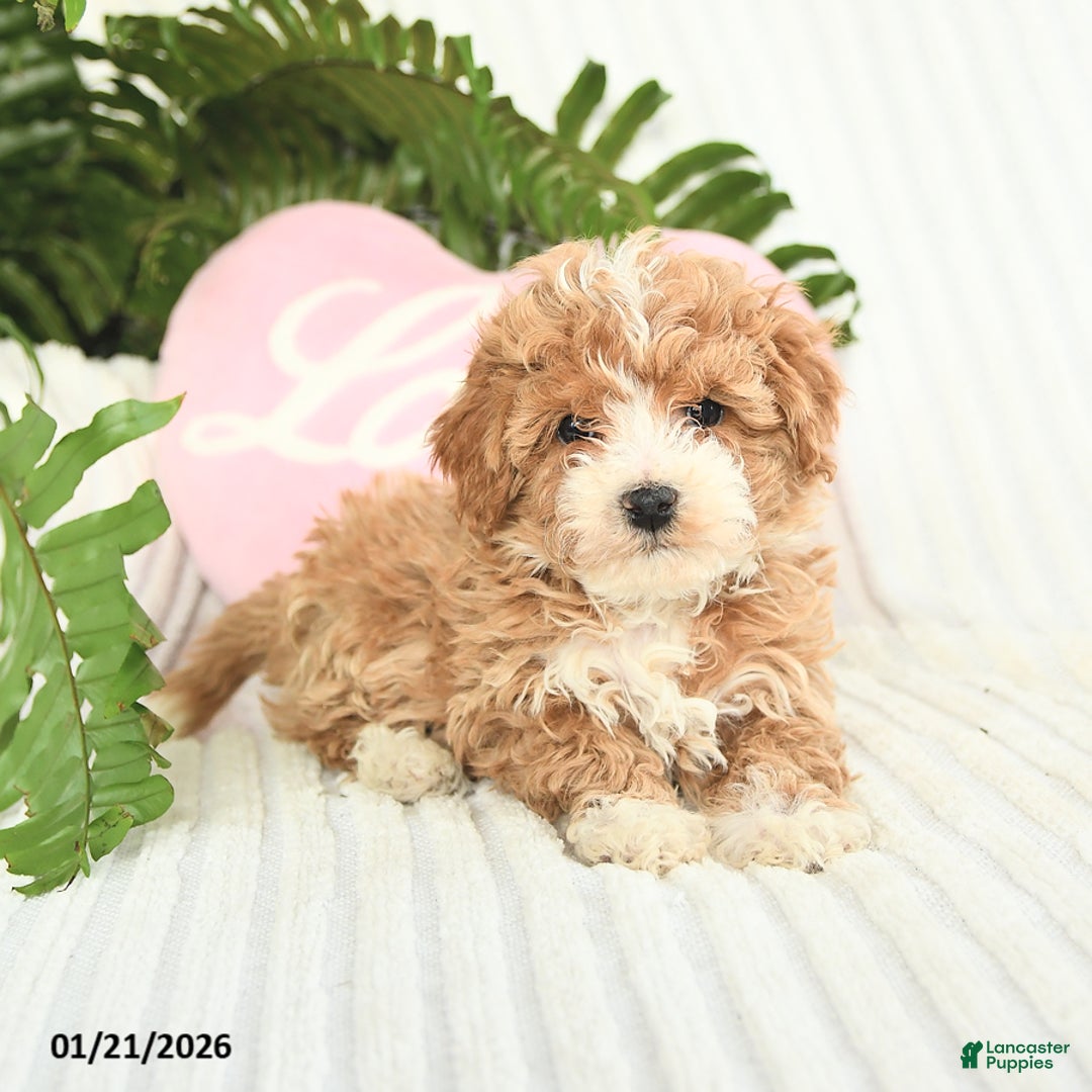 Mixed Breed dogs for sale: Lexis - Ad 3