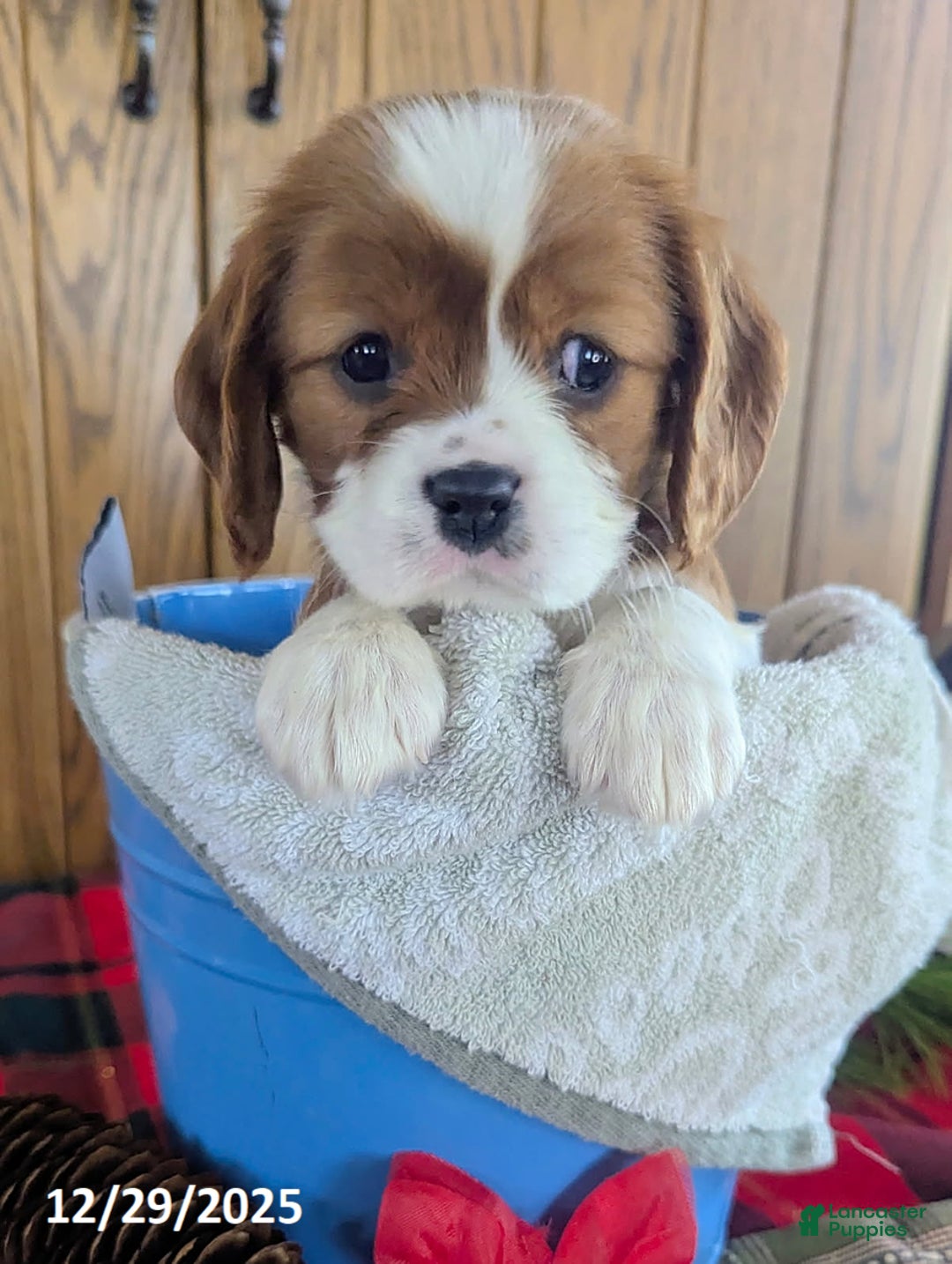 Cavalier King Charles Spaniel dogs for sale: Lisa - Ad 2