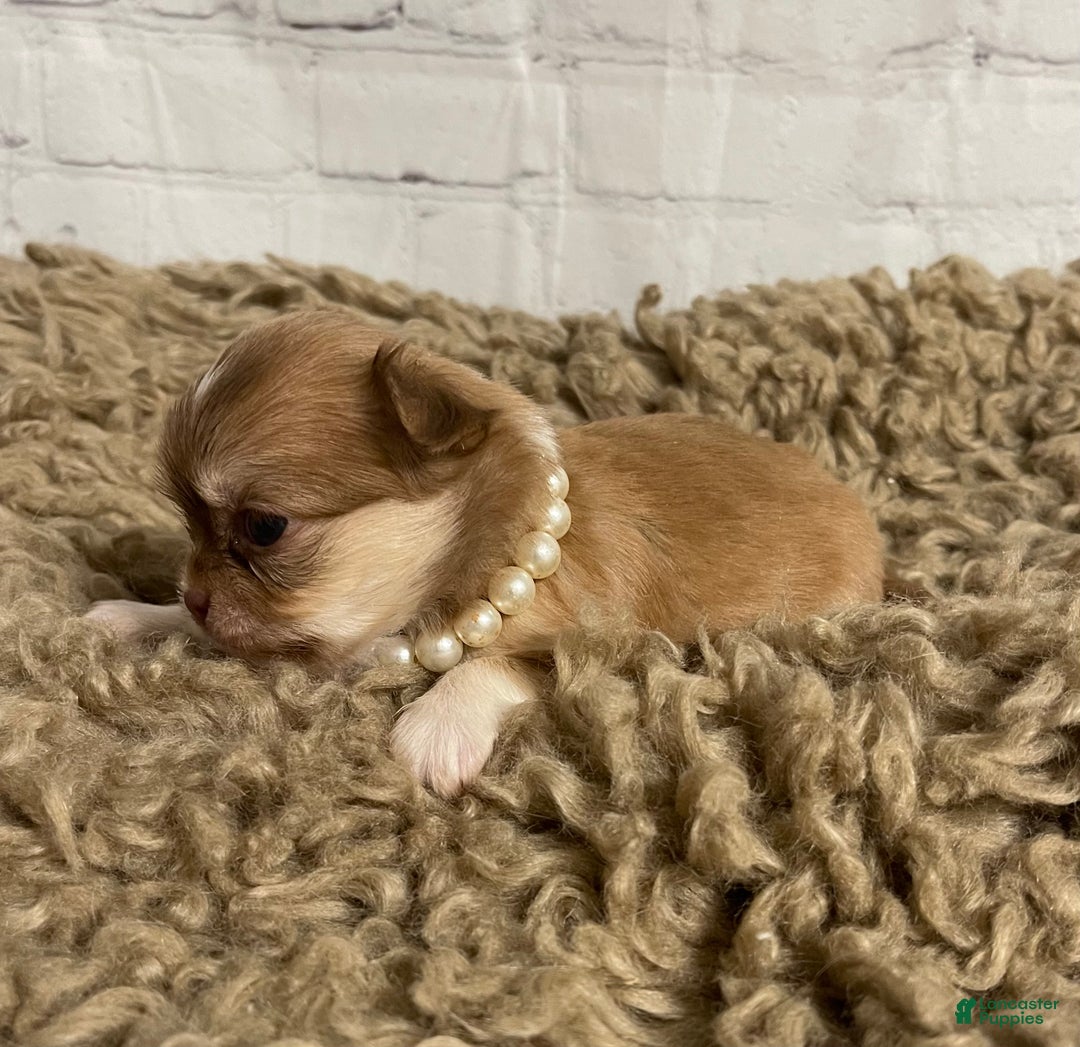Chihuahua dogs for sale: Chihuahua Puppy 1 - Ad 1
