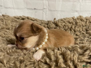 Chihuahua dogs Chihuahua Puppy 1 - Ad 11