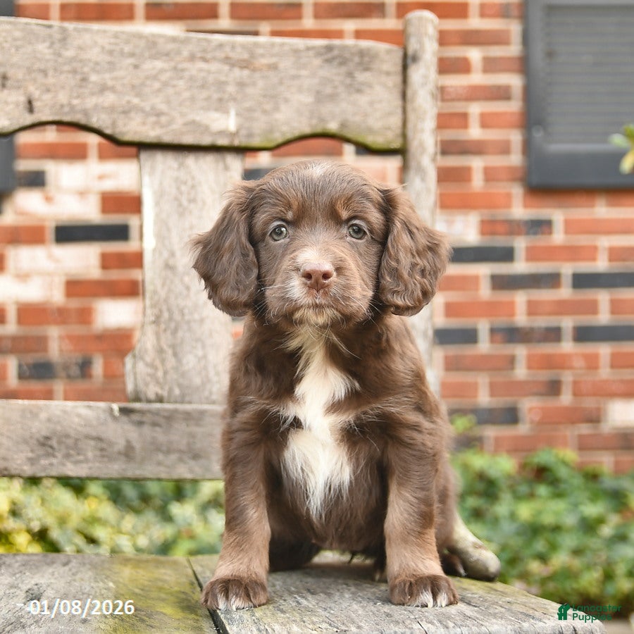 Mixed Breed dogs Hazel  - Ad 21