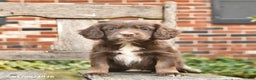 Mixed Breed dogs for sale: Hazel  - Ad 1