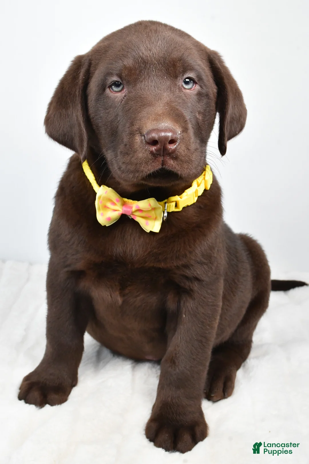 Labrador Retriever dogs for sale: Maverick - Ad 6