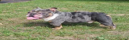 English Bulldog dogs for stud: Kobe Stud service - Ad 4