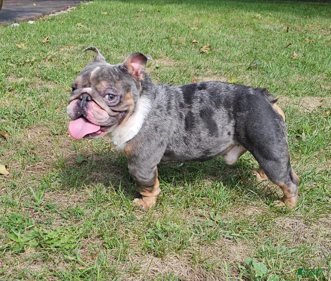 English Bulldog dogs for stud: Kobe Stud service - Ad 4