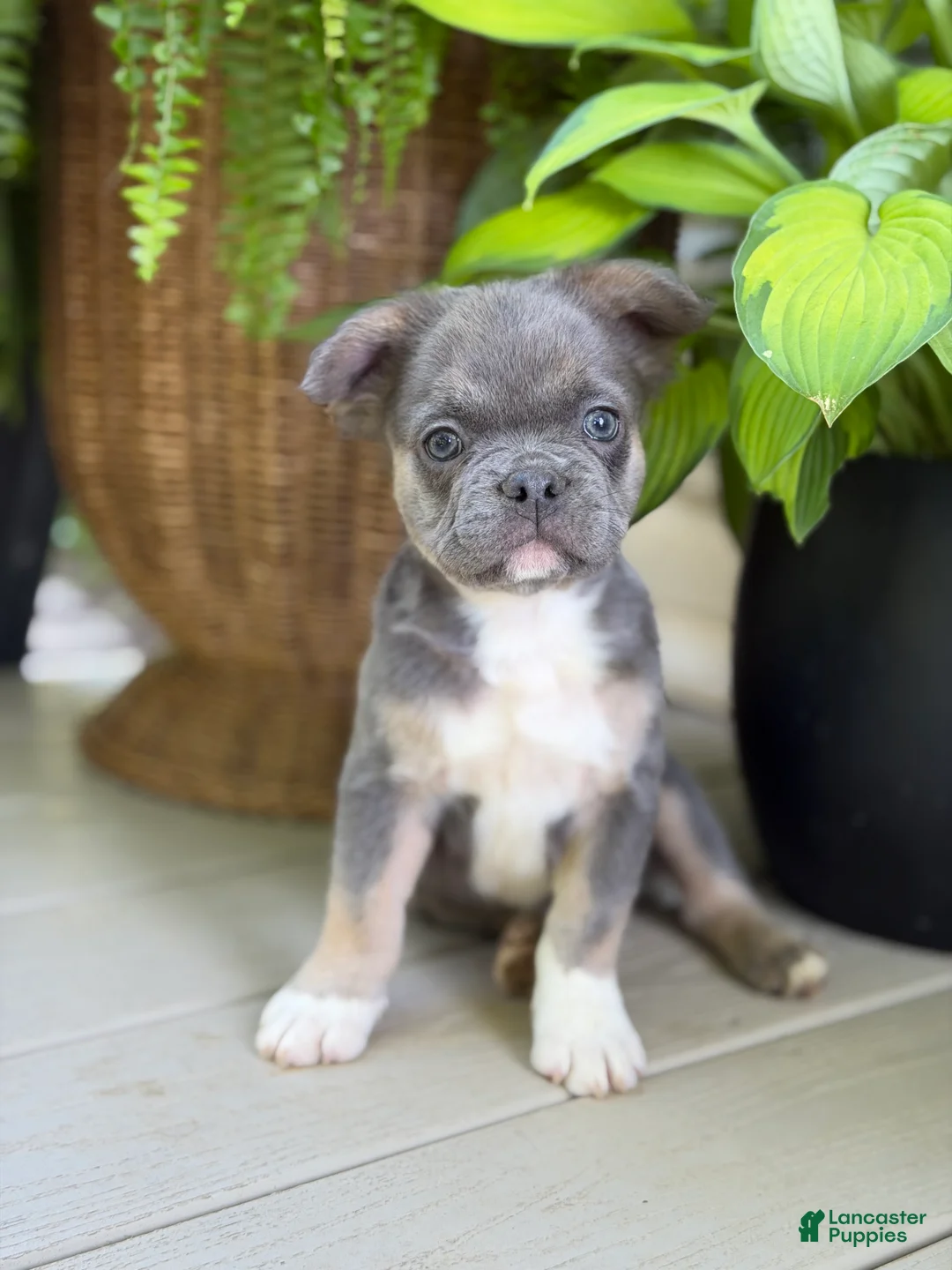 French Bulldog dogs for sale: Peanut - Ad 2