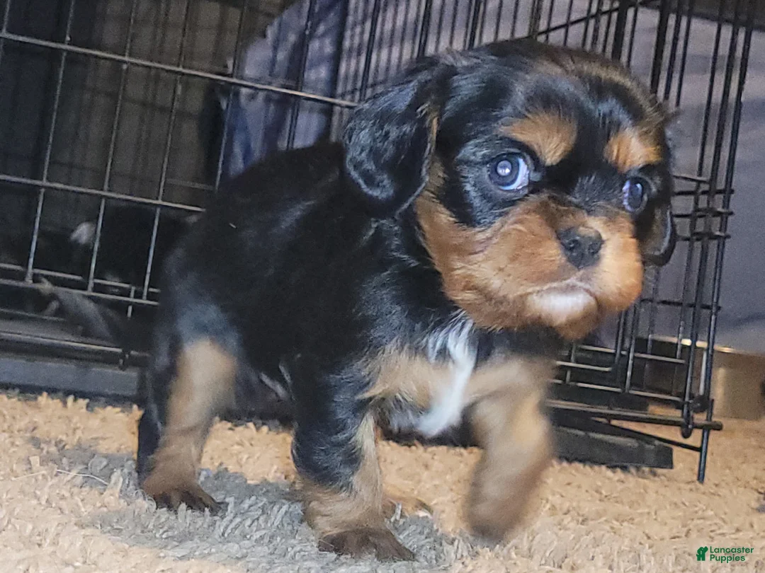 Cavalier King Charles Spaniel dogs for sale: Sebastian - Ad 1