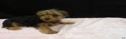 Yorkshire Terrier dogs for sale: Sable  - Ad 2