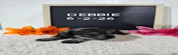 Miniature Schnauzer dogs for sale: Debbie - Ad 7