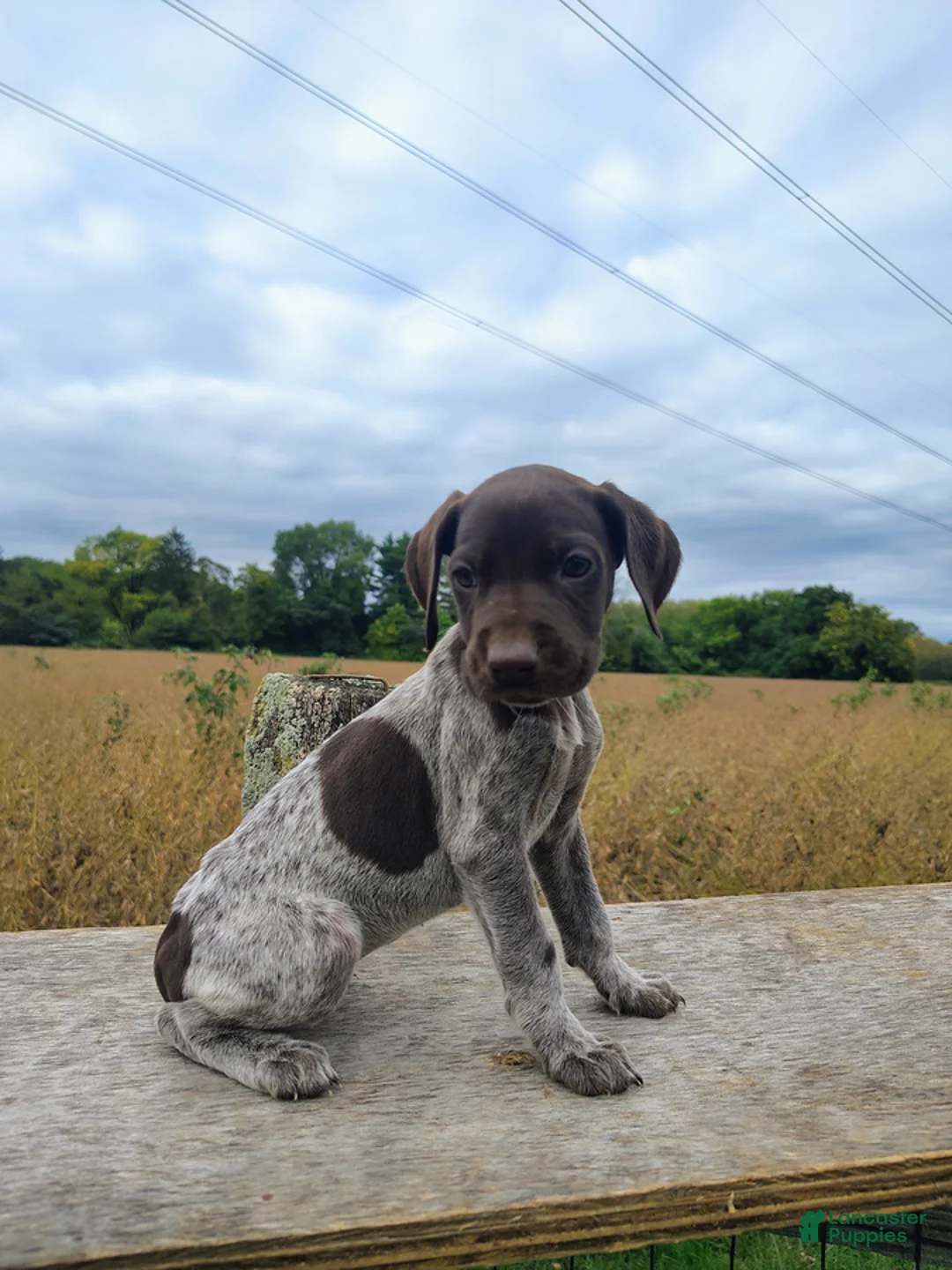 German Shorthaired Pointer dogs for sale: Roxy - Ad 2