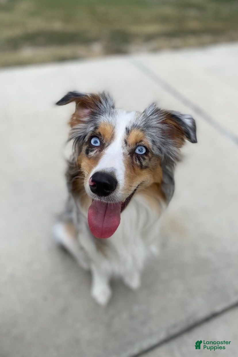 Mini Aussiedoodle dogs Athena - Ad 2