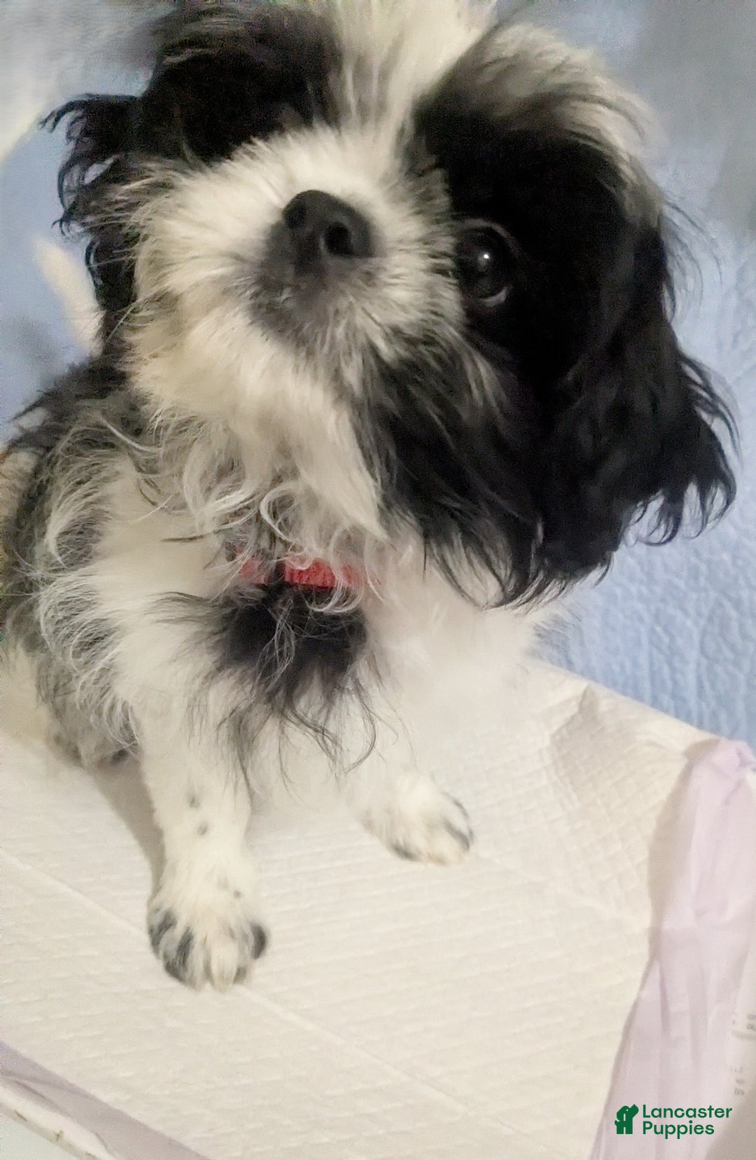 Shih Tzu dogs for sale: Serafina AKC Imperial Shih Tzu - Ad 3