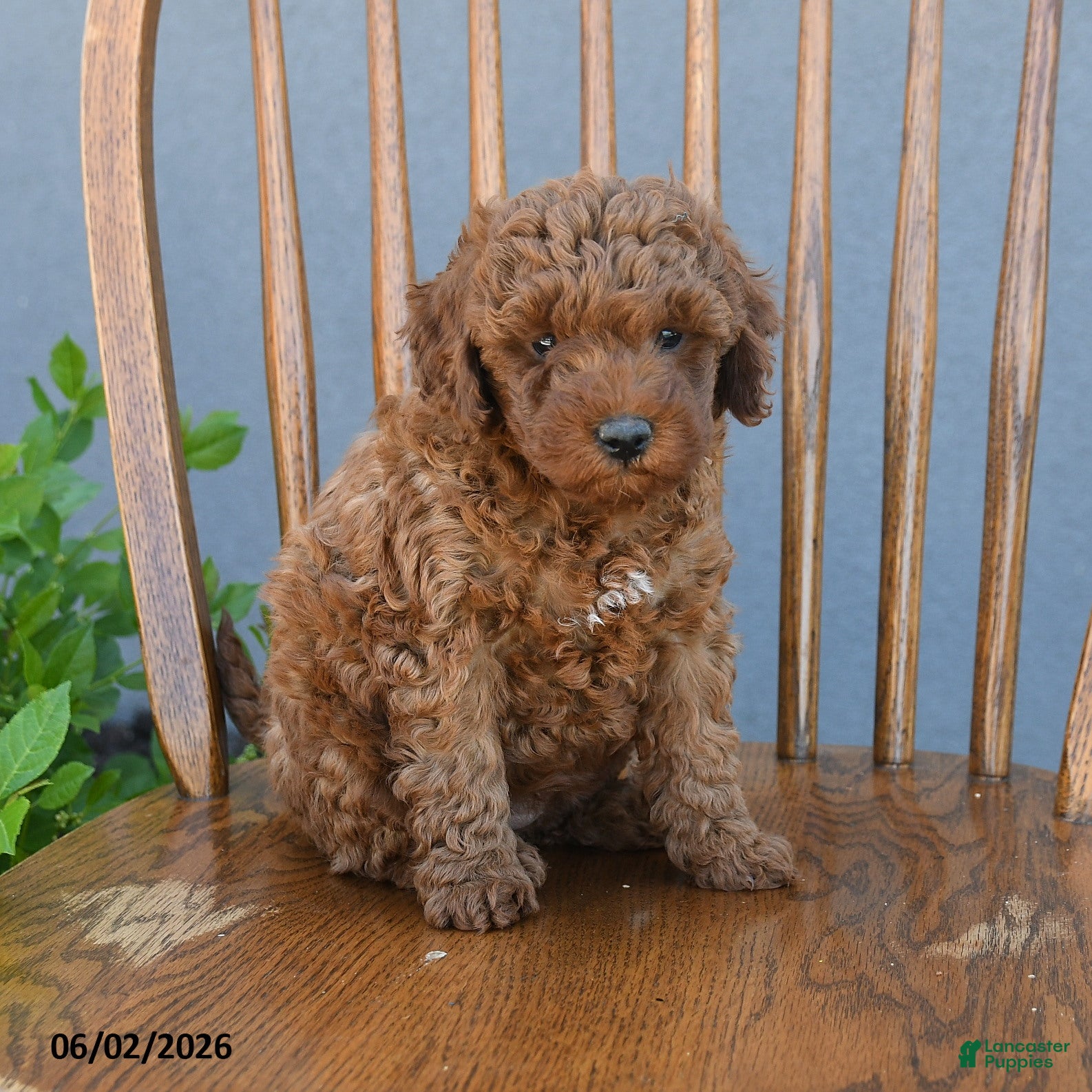 Miniature Poodle dogs for sale: Theodora - Ad 2