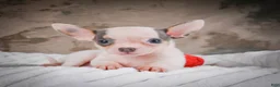 Chihuahua dogs for sale: Lane - Ad 7