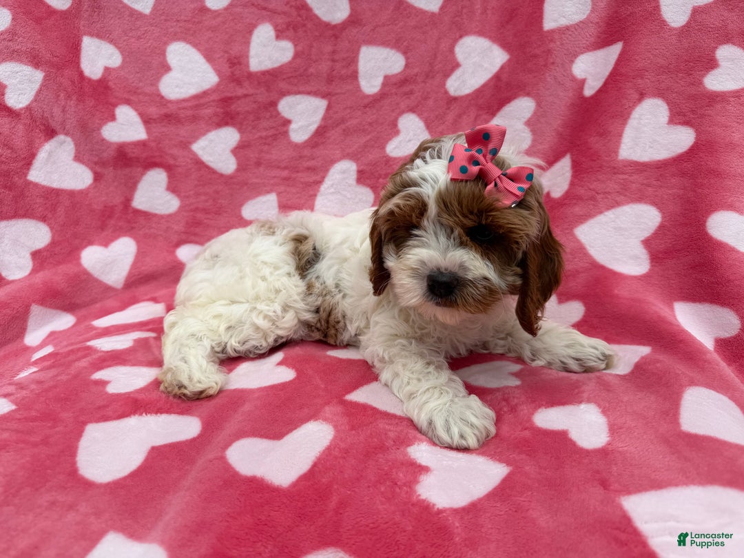 Cockapoo dogs for sale: Gumdrop  - Ad 5