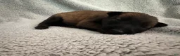 Belgian Malinois dogs for sale: Belgian Malinois 8 - Ad 2