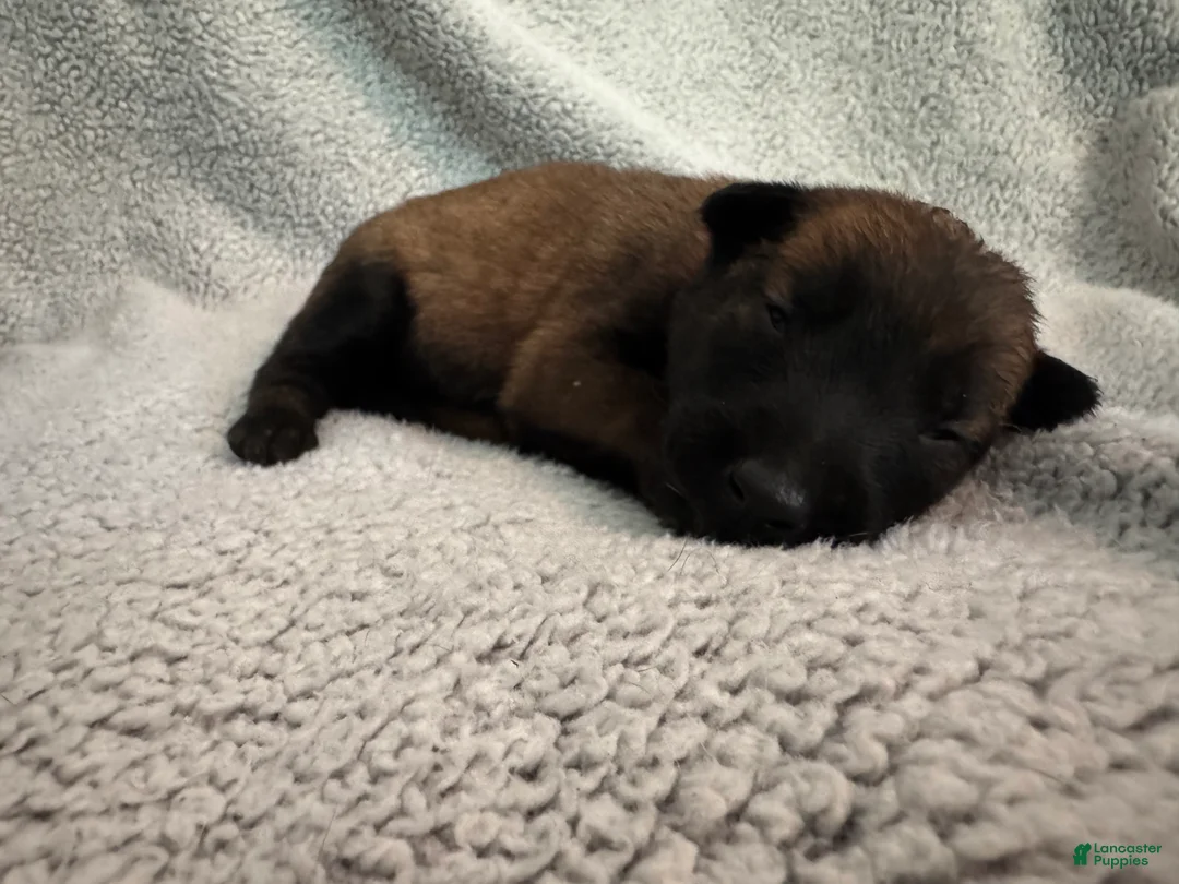 Belgian Malinois dogs for sale: Belgian Malinois 8 - Ad 2