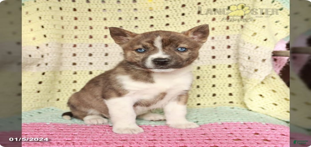 Gallery Image {{count}}