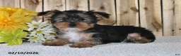 Yorkshire Terrier dogs for sale: Jordan - Ad 3
