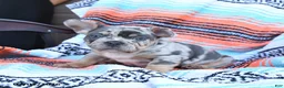Mixed Breed dogs for sale: Chips - Ad 2