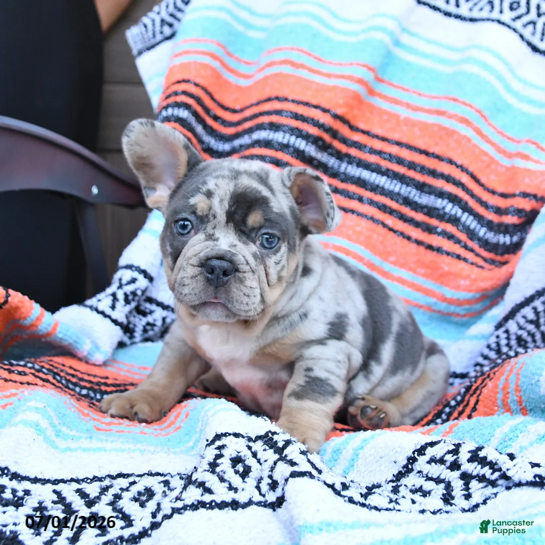 Mixed Breed dogs for sale: Chips - Ad 2