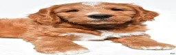 Mini Goldendoodle dogs for sale: Howard - Ad 3