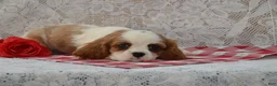 Cavalier King Charles Spaniel dogs for sale: Delmar - Ad 2