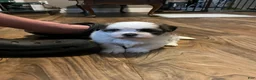 Shih Tzu dogs for sale: Bella - Ad 4