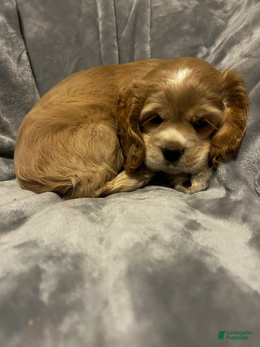 Cocker Spaniel dogs for sale: Black/Tan Female # 2 - Ad 12