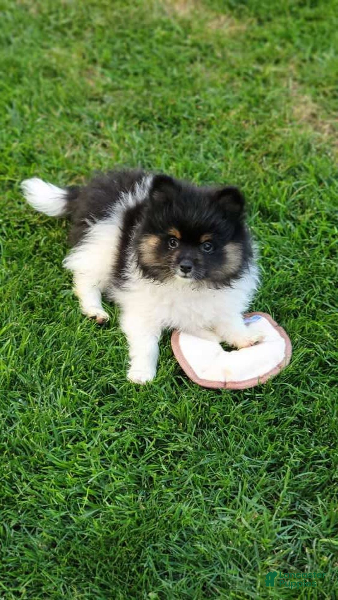 Gallery Image {{count}}