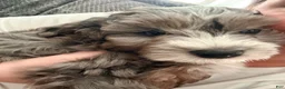 Mini Aussiedoodle dogs for sale: Sammy - Ad 3