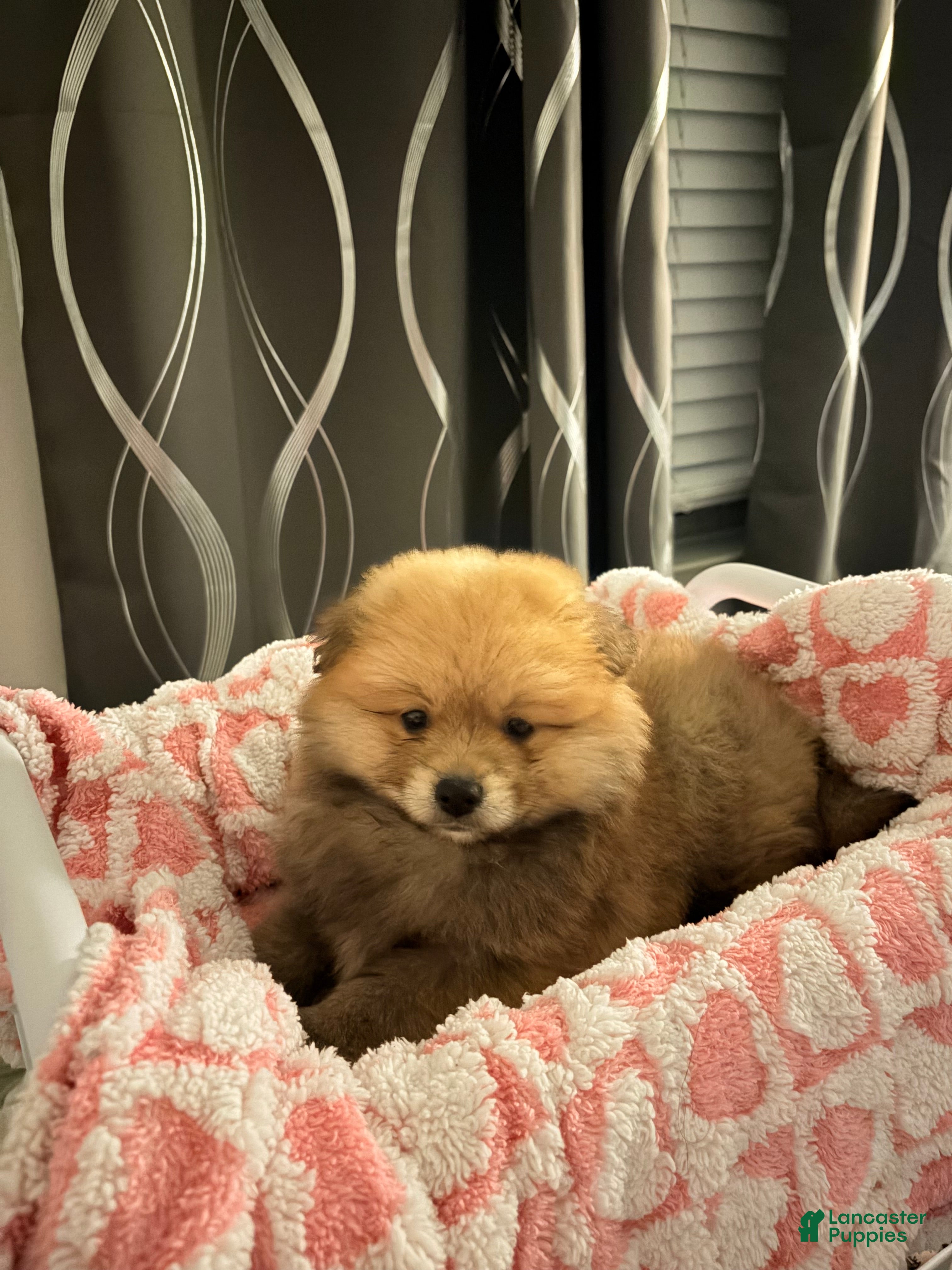 Pomeranian dogs Pomeranian Puppy 1 - Ad 17